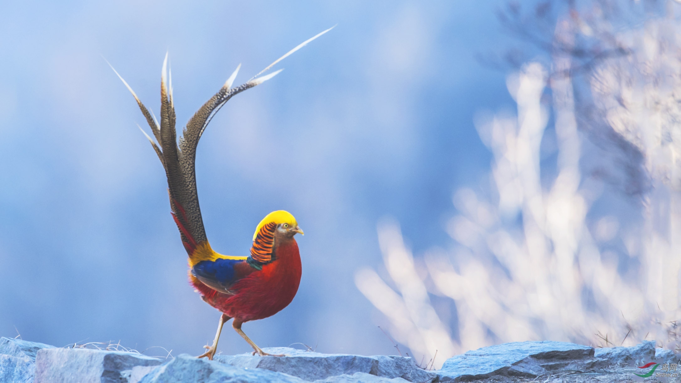 雄鸡展翅一红腹锦鸡