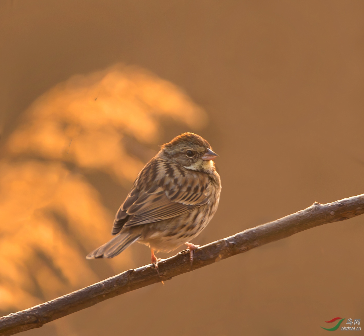 晨光下的灰头鹀雌鸟
