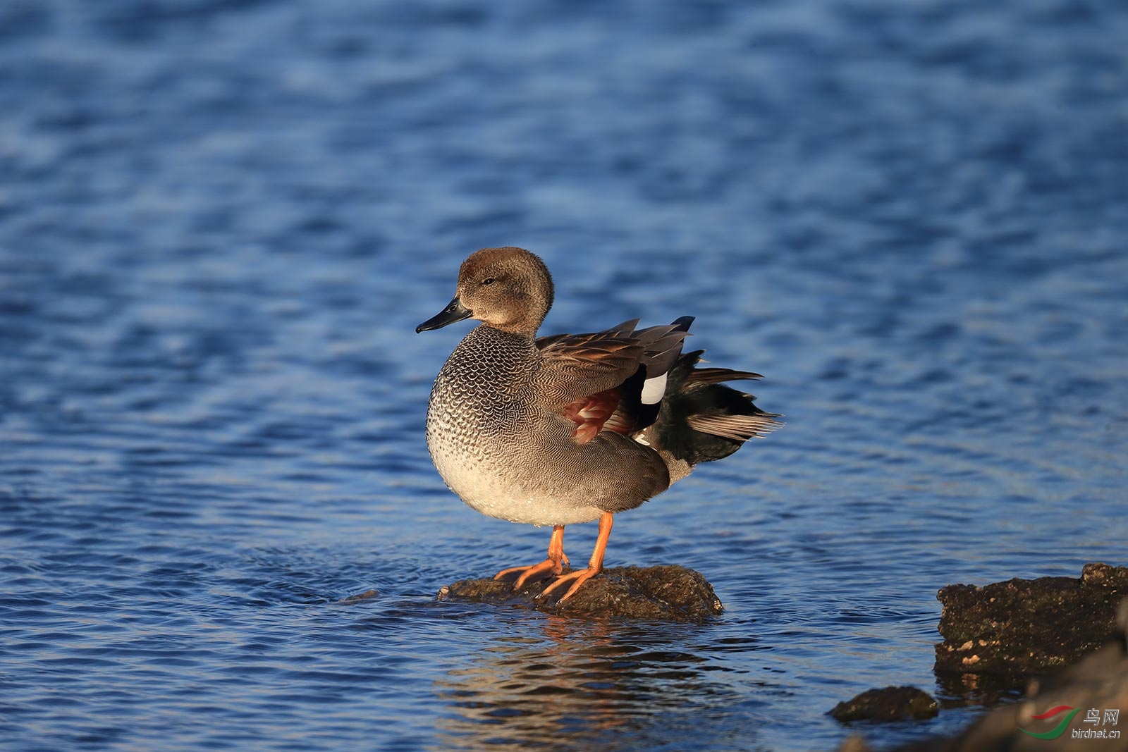 夕阳下的赤膀鸭