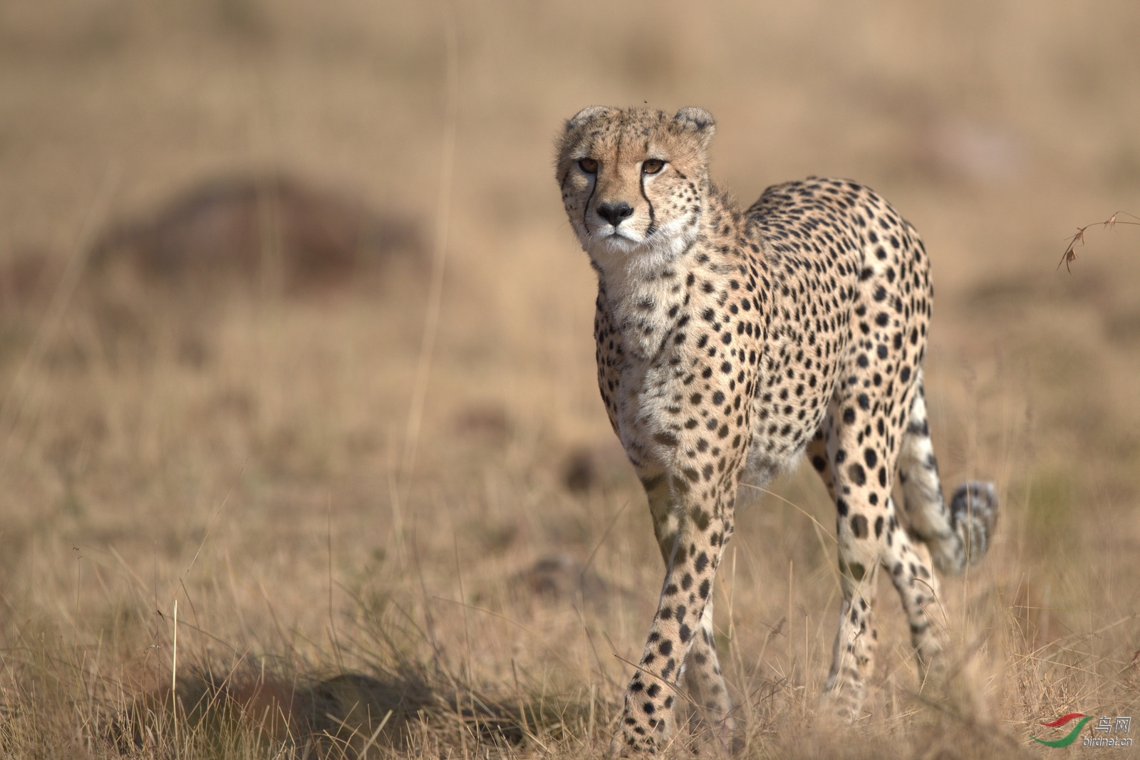 正在走近的非洲猎豹