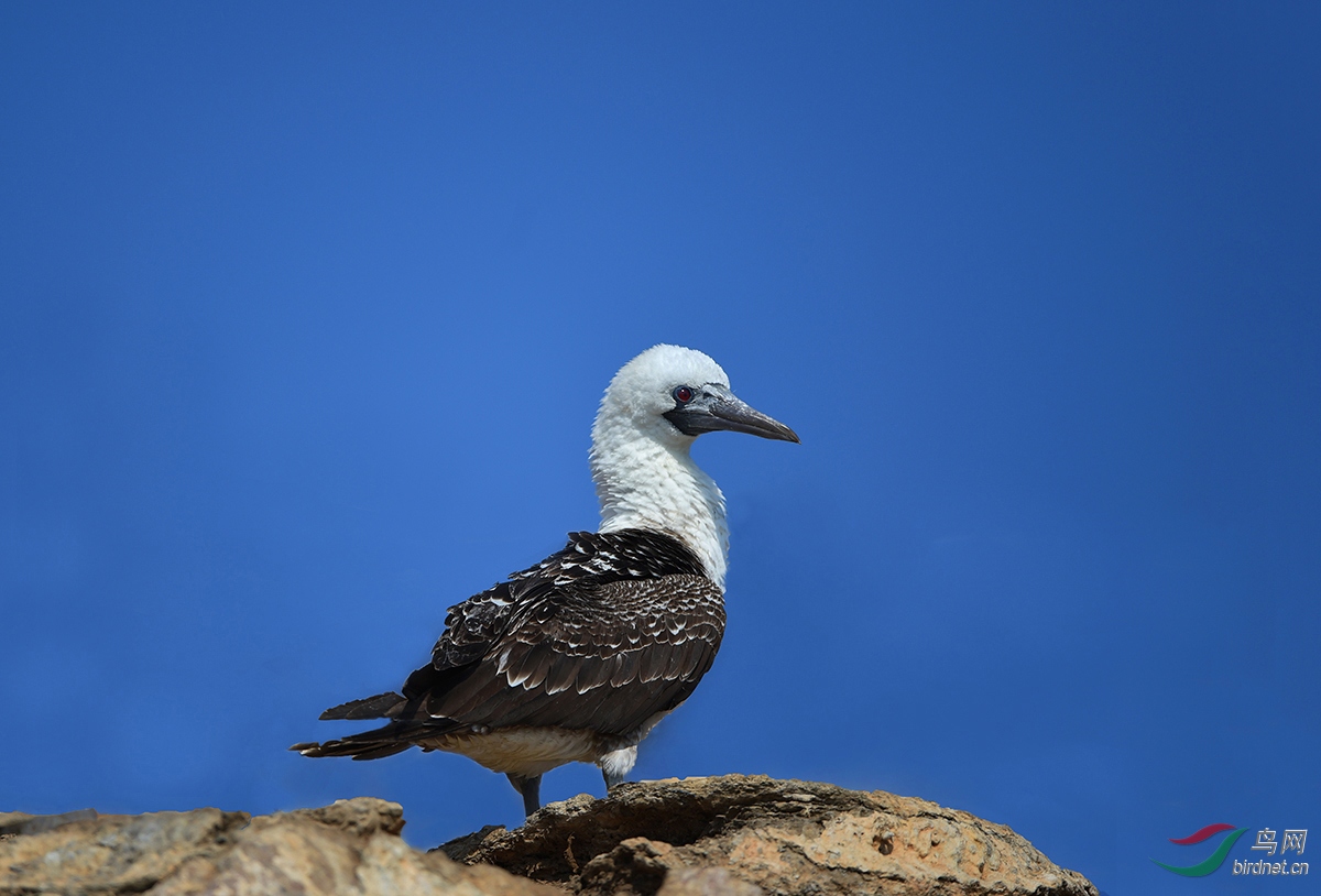 藍腳鰹鳥海之驕子賀圖獲首頁每日精華