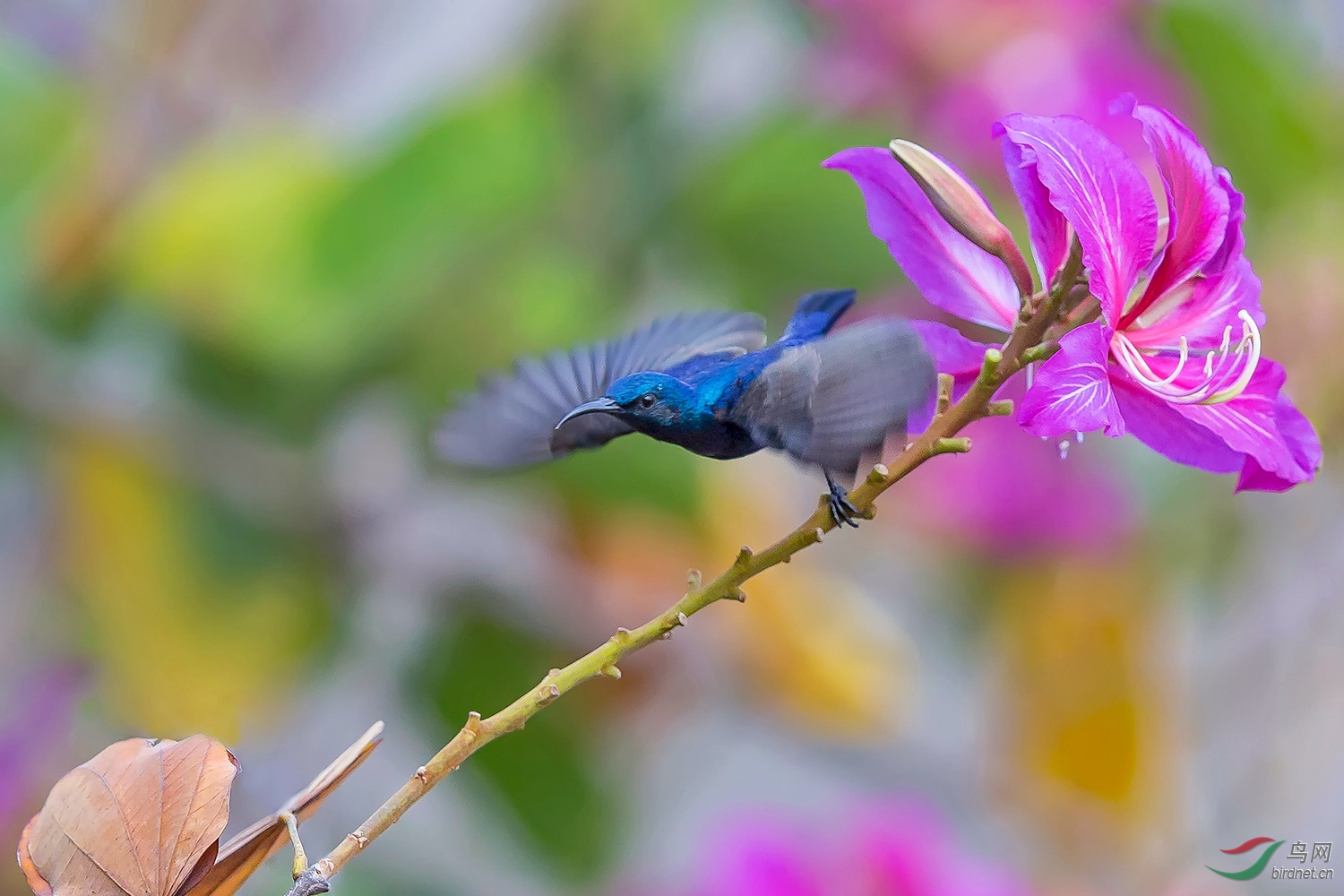 紫色花蜜鳥紫金花