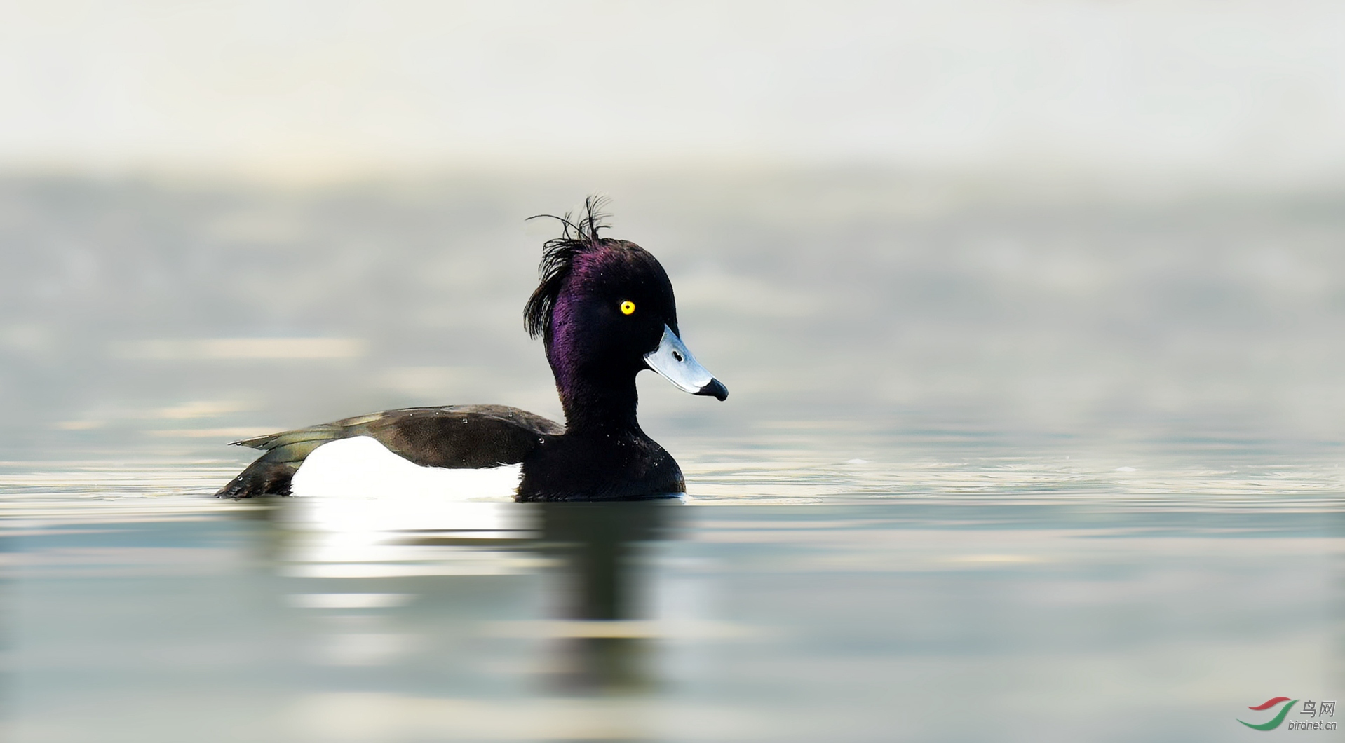 (凤头潜鸭)街上流行的帅哥发型都是跟到我凤头潜鸭学的(贺老师佳作获
