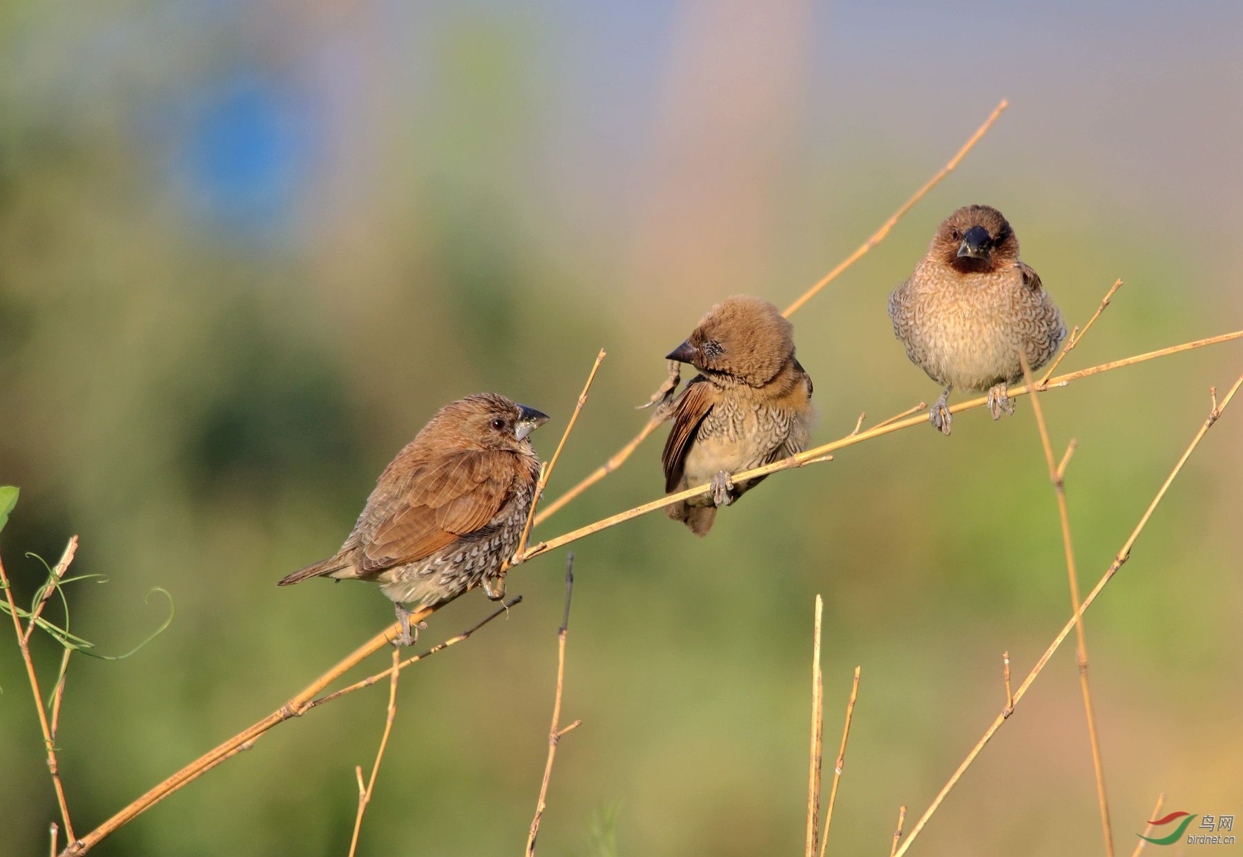 一枝三鸟形态各异