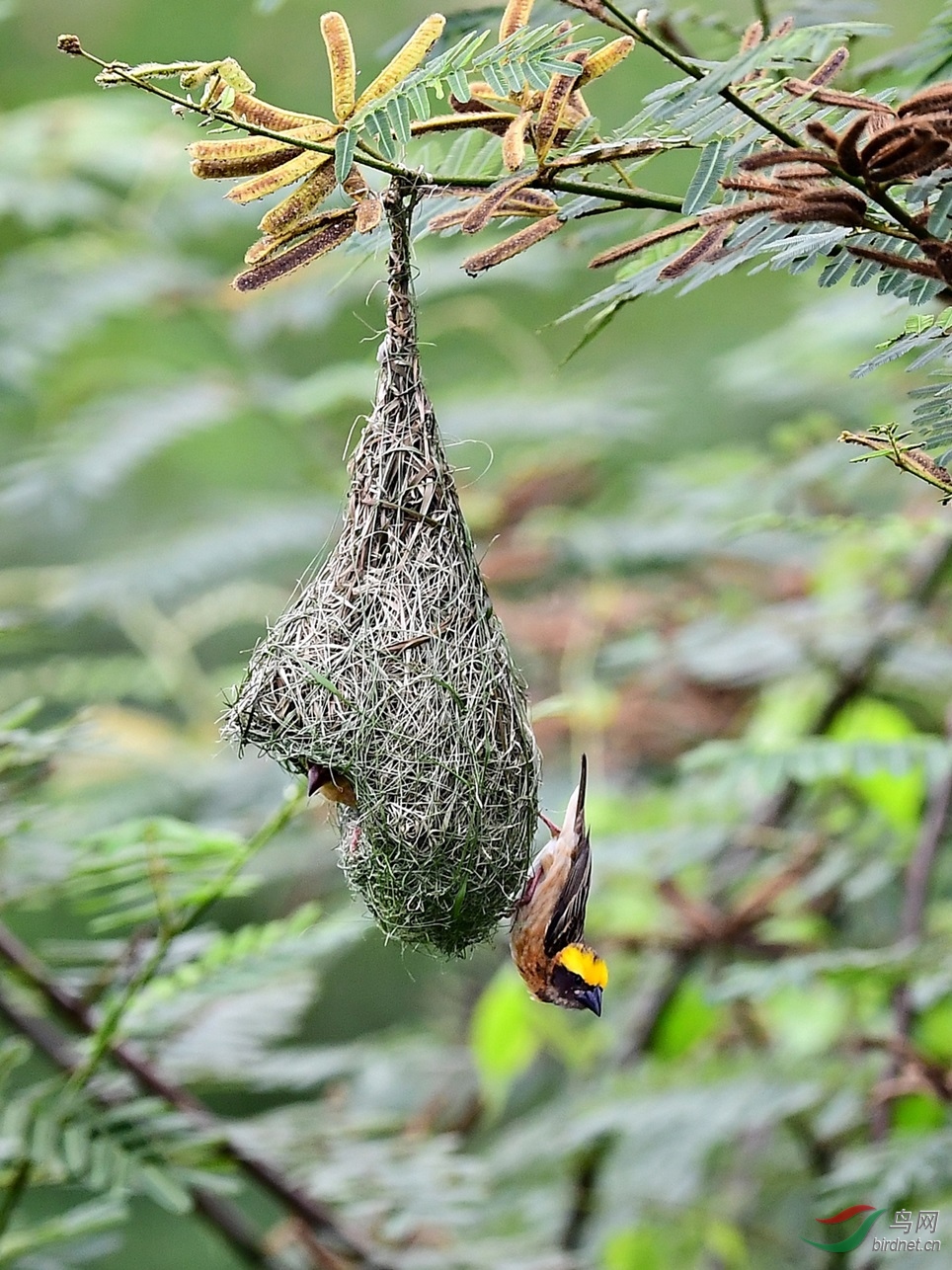 黄胸织布鸟造巢