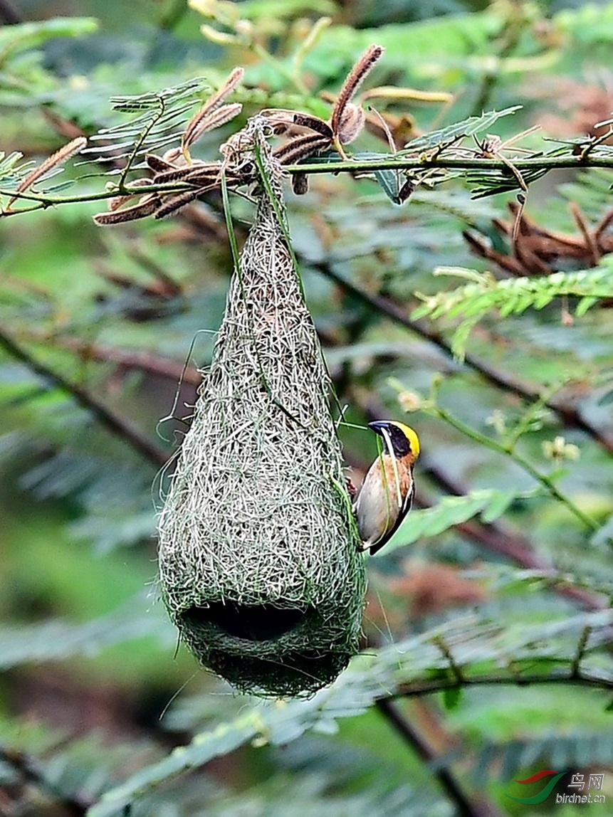 黄胸织布鸟造巢
