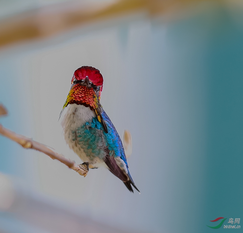 bee hummingbird 实在是太漂亮了,又整理出几张