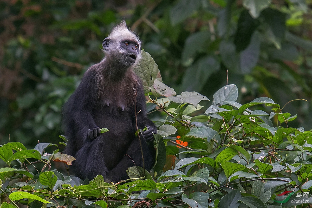 国家级保护动物一一白头叶猴(雌猴丶小猴)