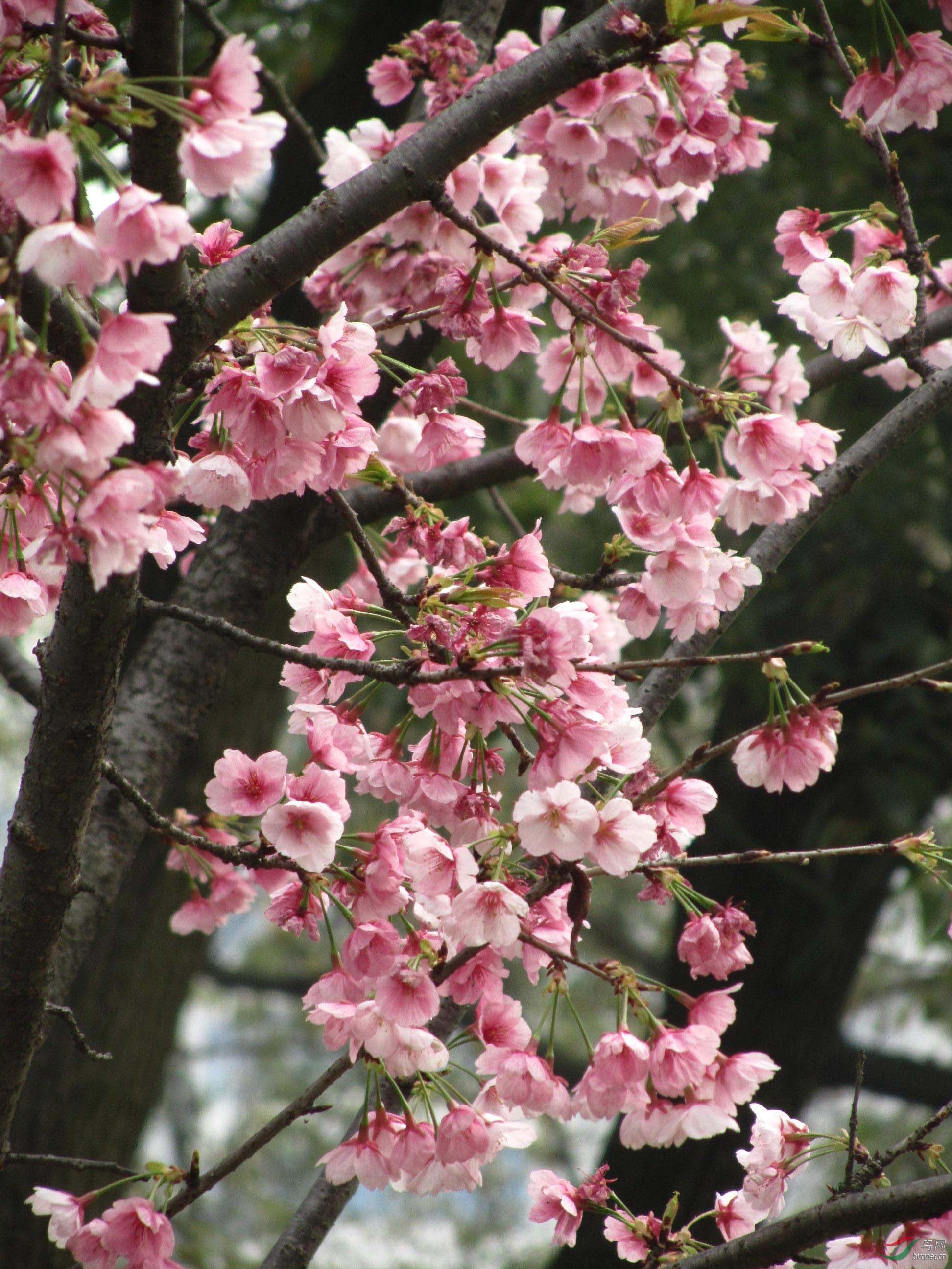 早樱花开灿如霞