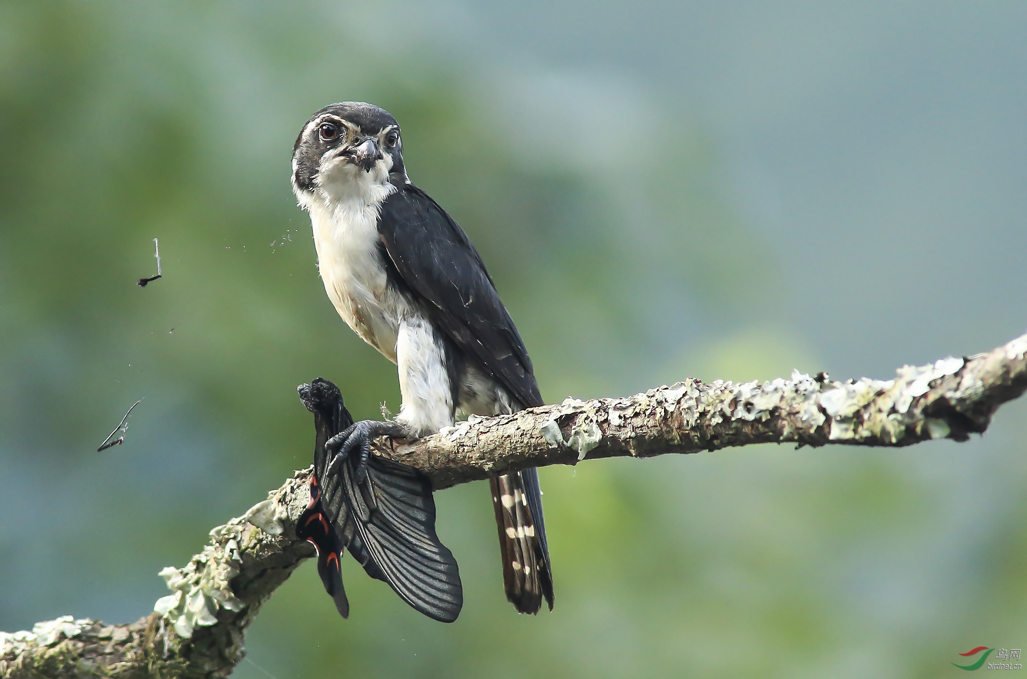 白腿小隼白腿小隼荣获首页精华