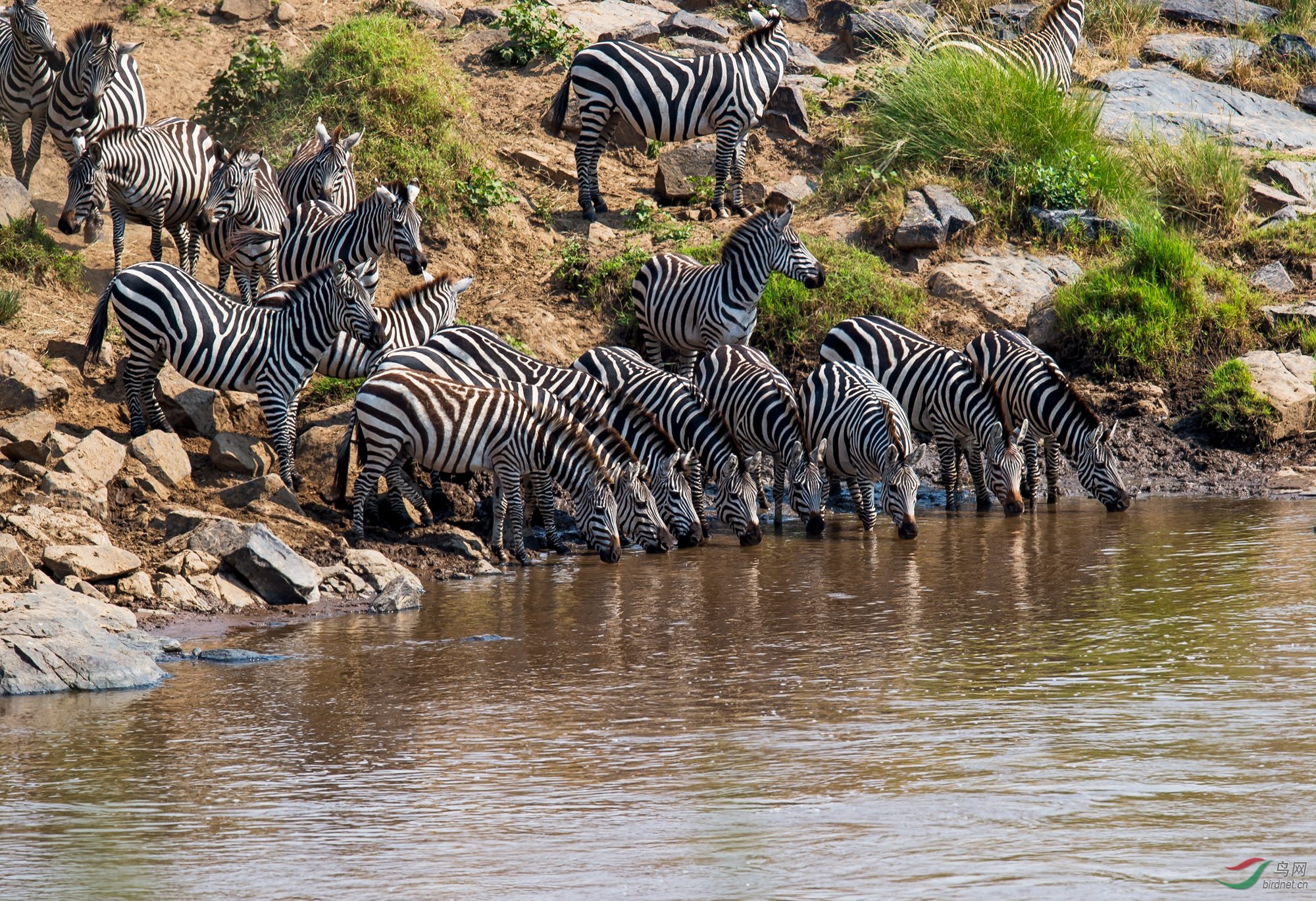 水塘旁一群斑马