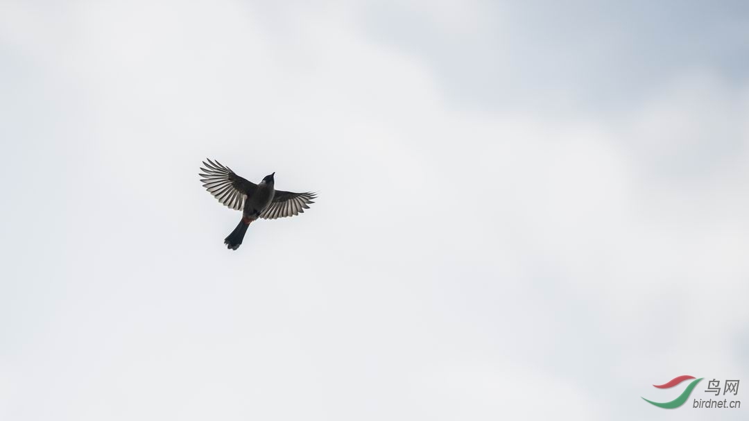 ������С DSC_1835-1.jpg