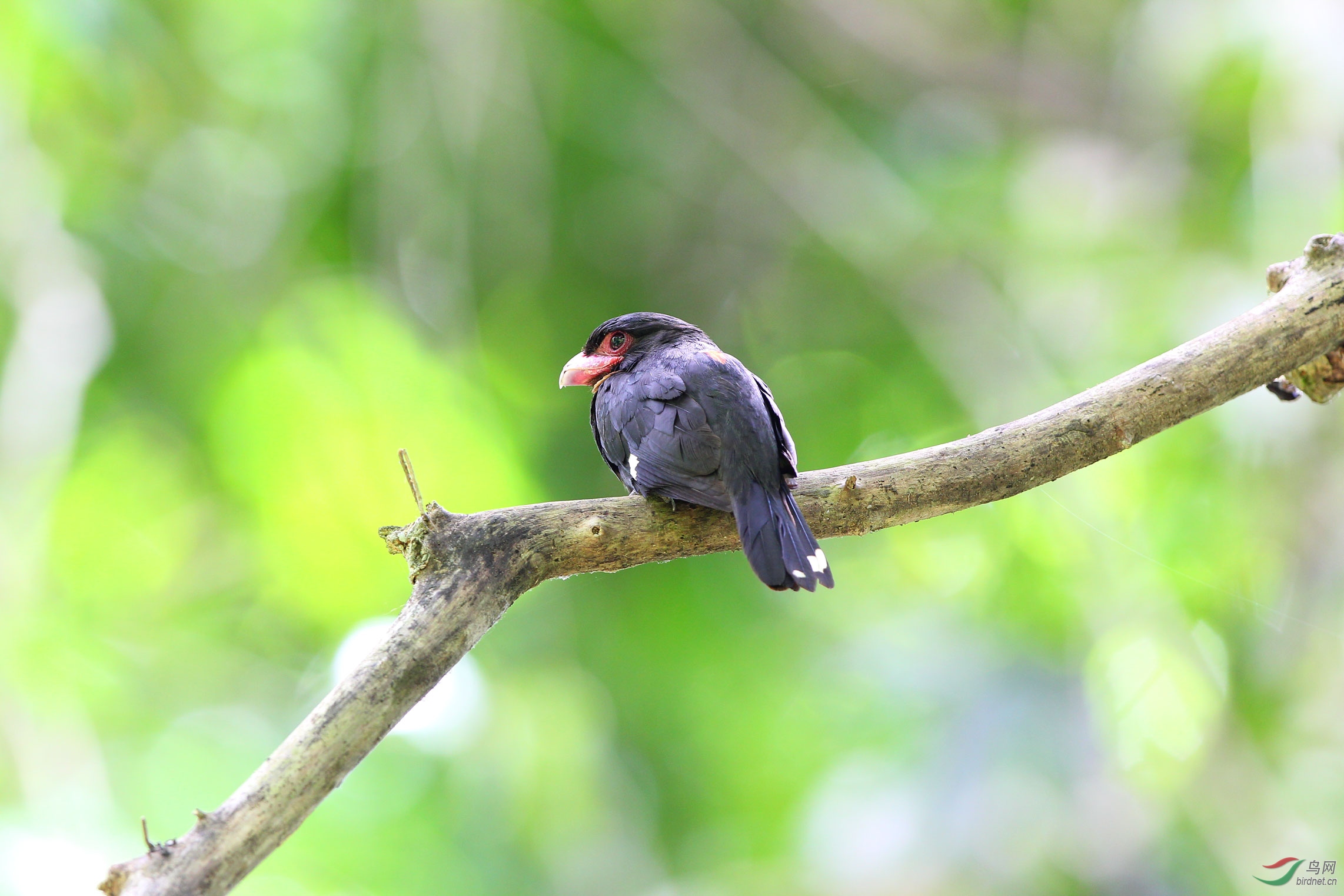 黑红阔嘴鸟
