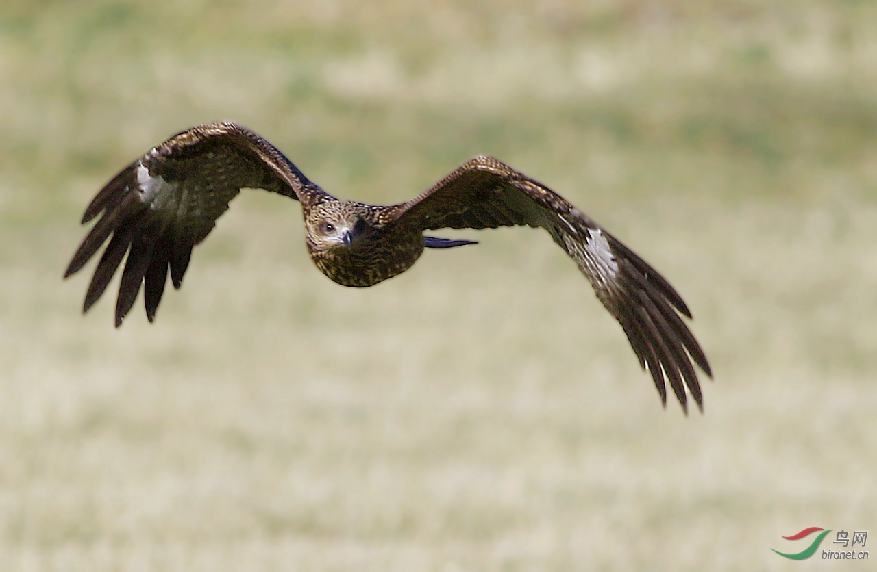 草原飞鹰