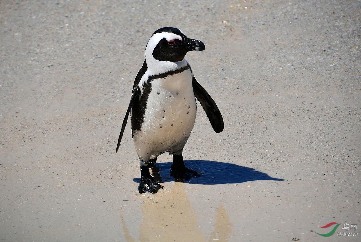 南非西蒙镇访驴企鹅