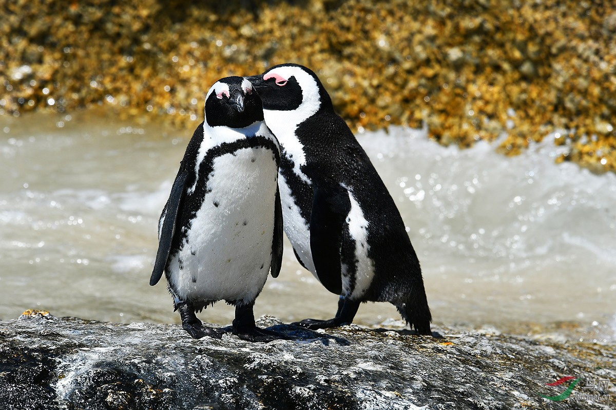 南非西蒙镇访驴企鹅