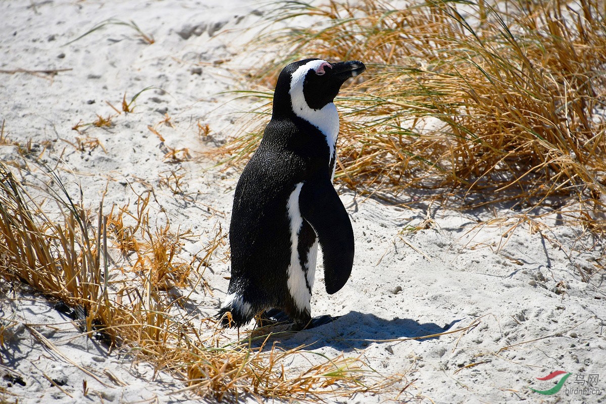 南非西蒙镇访驴企鹅