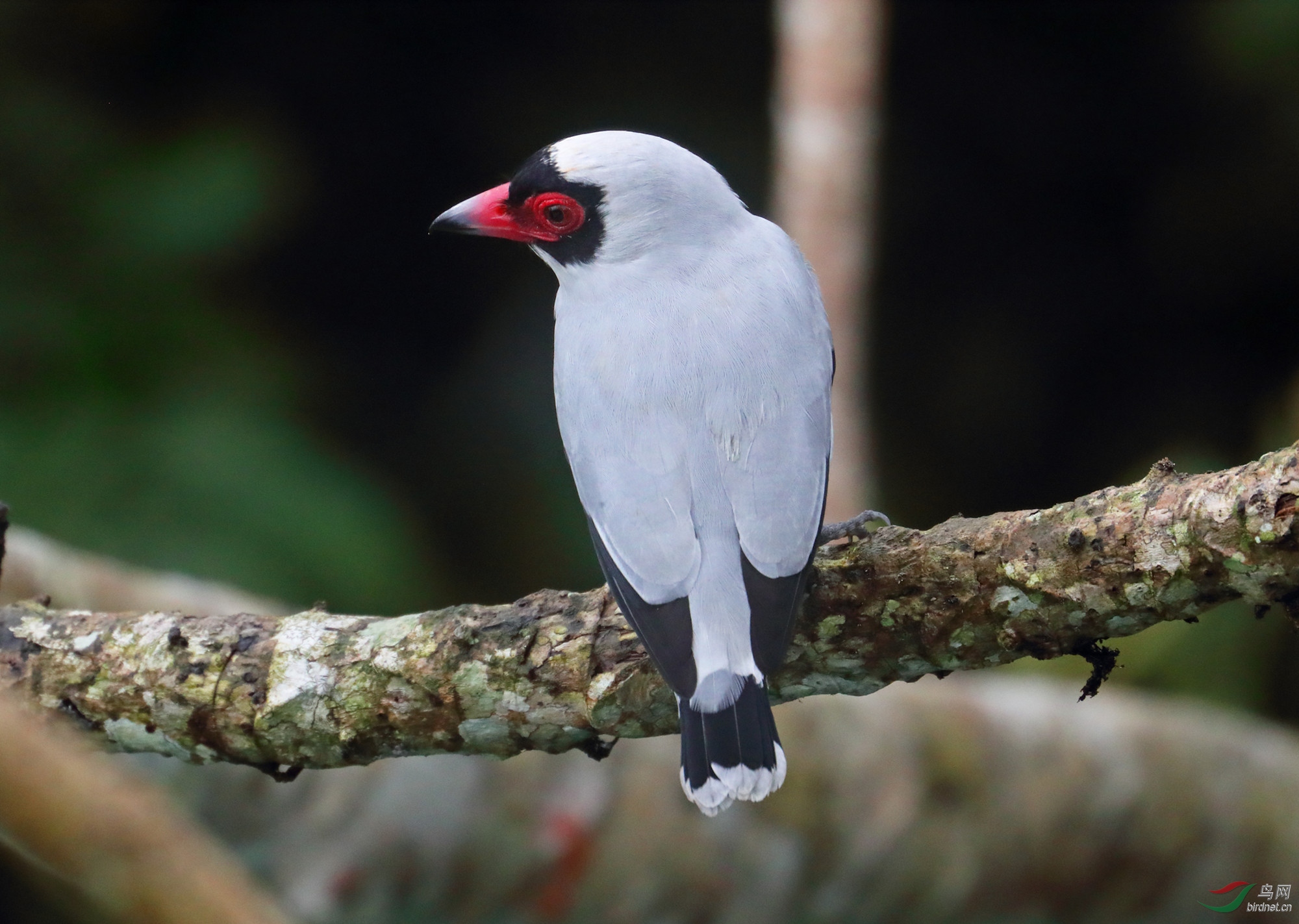 花脸蒂泰霸"翁鸟"