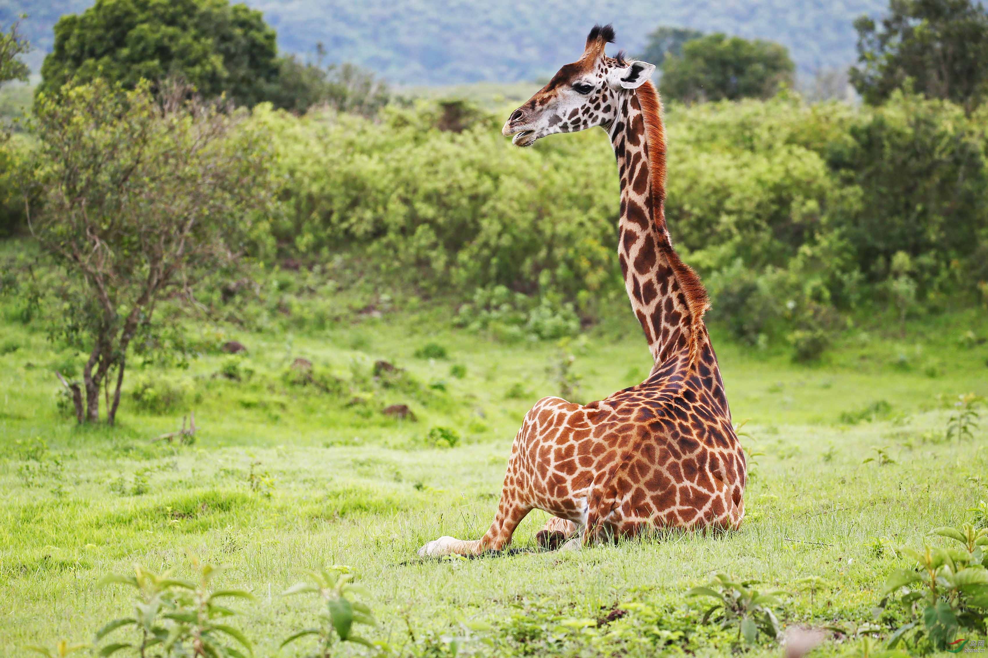 席地而坐的长颈鹿-祝贺首页精华!