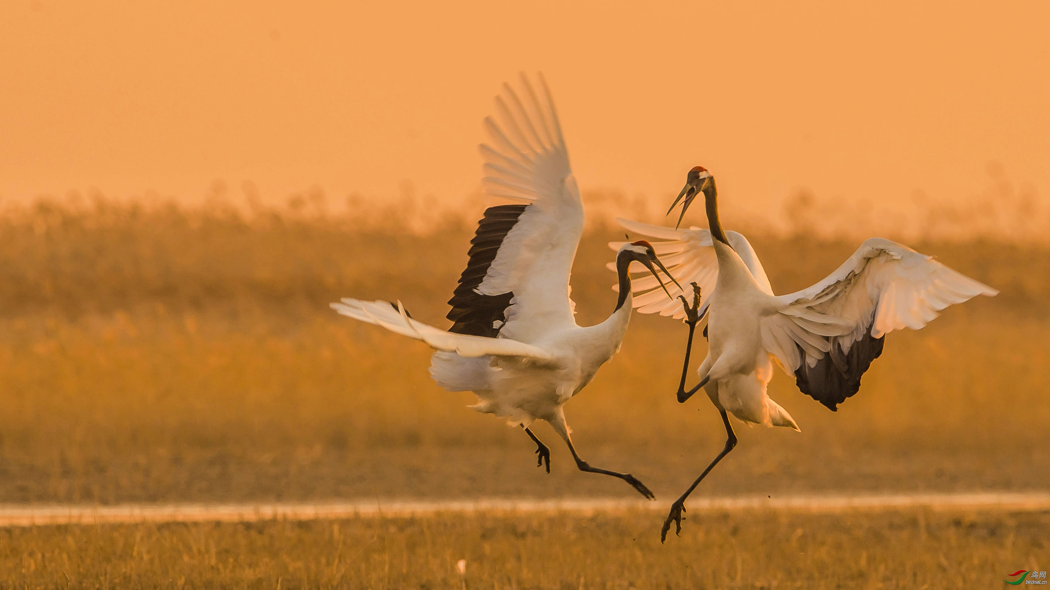 丹顶鹤飞舞一丹顶鹤祝贺荣获首页精华