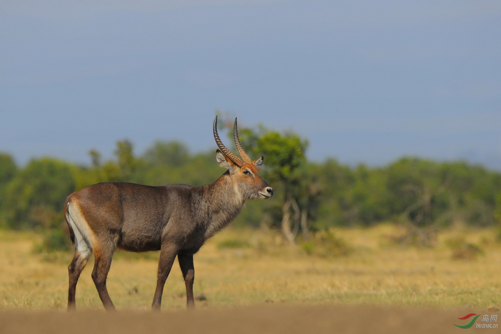 非洲水羚!