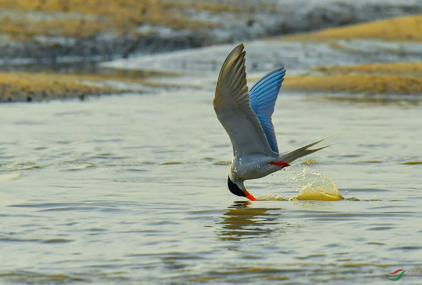 戏水黄嘴河燕鸥