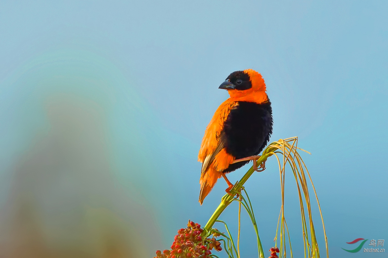 一对橙巧织雀周末愉快