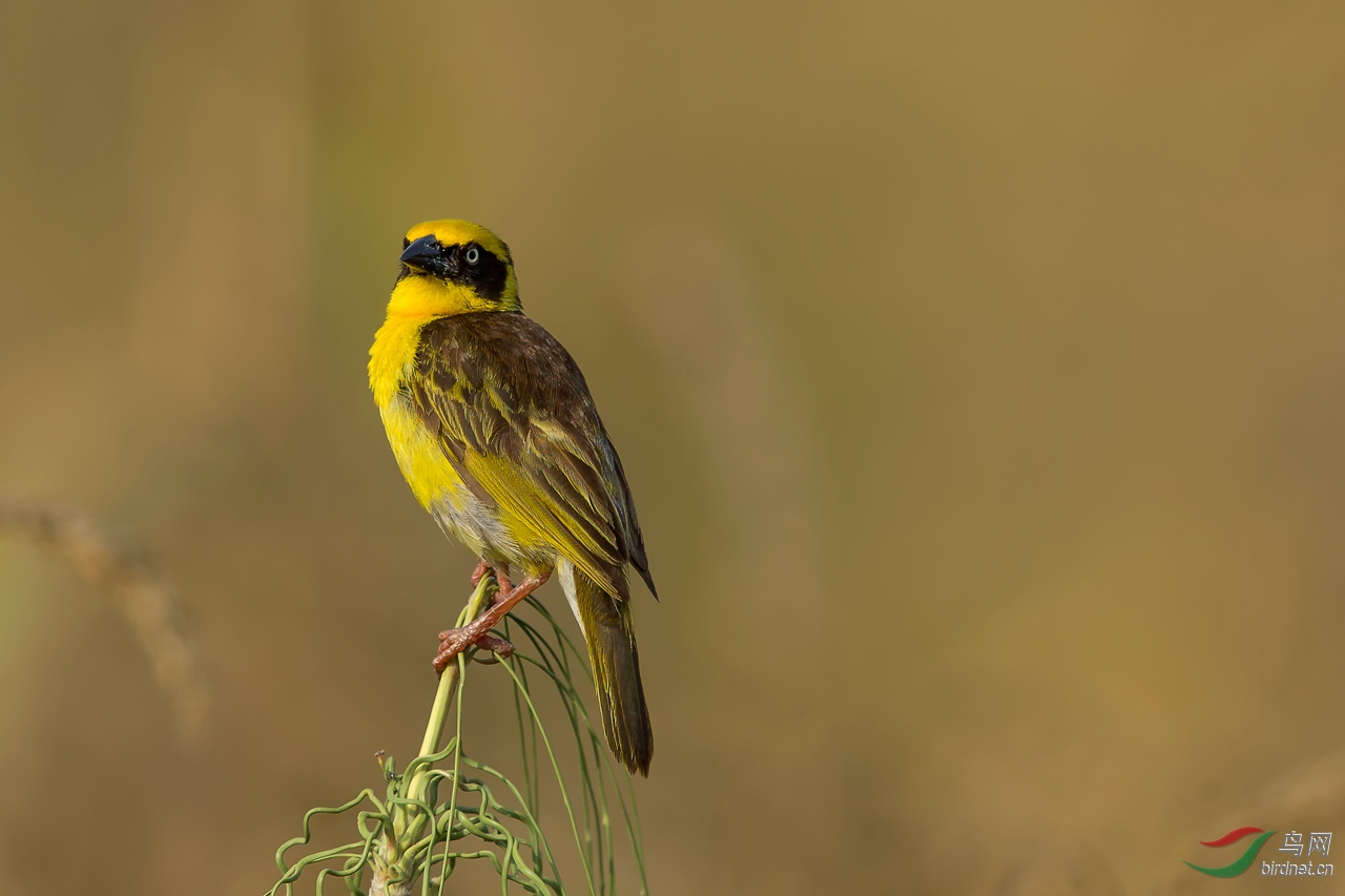 一对橙巧织雀周末愉快