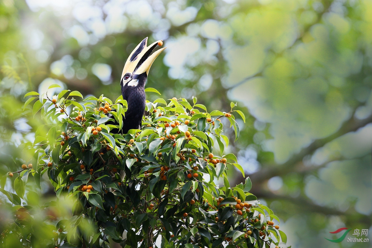 出头鸟1周一问好