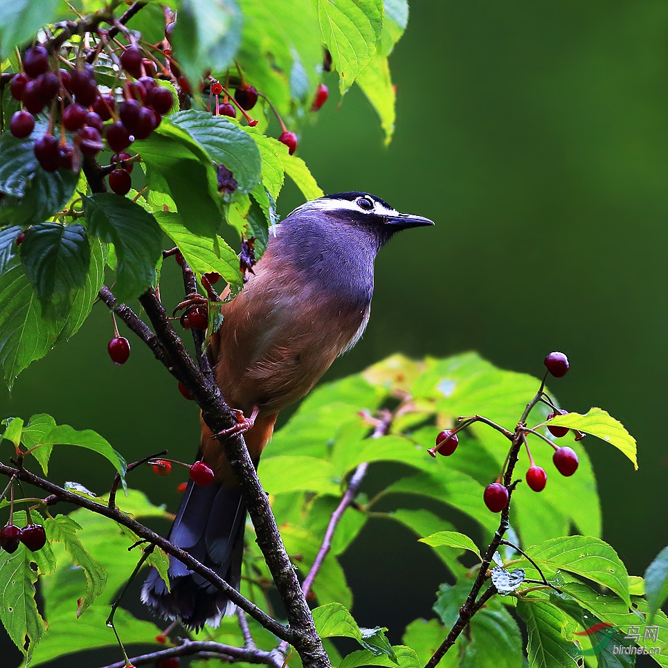 林鸟台湾特有鸟种白耳奇鹛