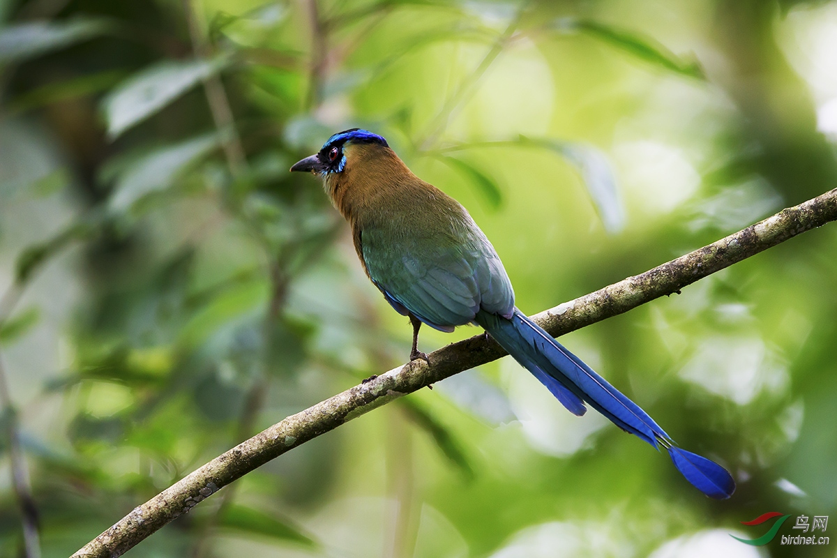 哥斯达黎加摄鸟——蓝顶翠鹂