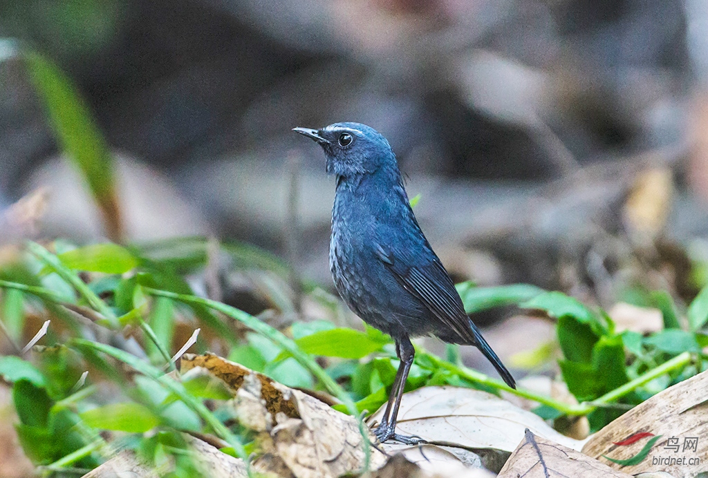 蓝翅短尾鸫 — 新周快乐