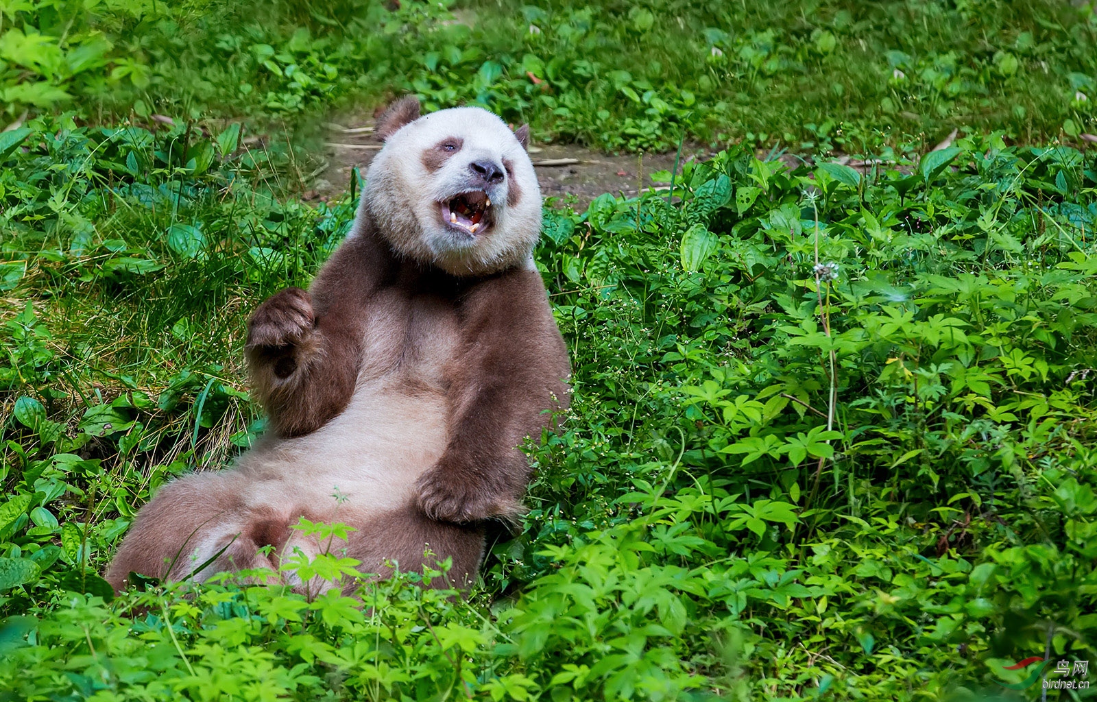 顽皮搞怪的棕色大熊猫[获得首页精华]