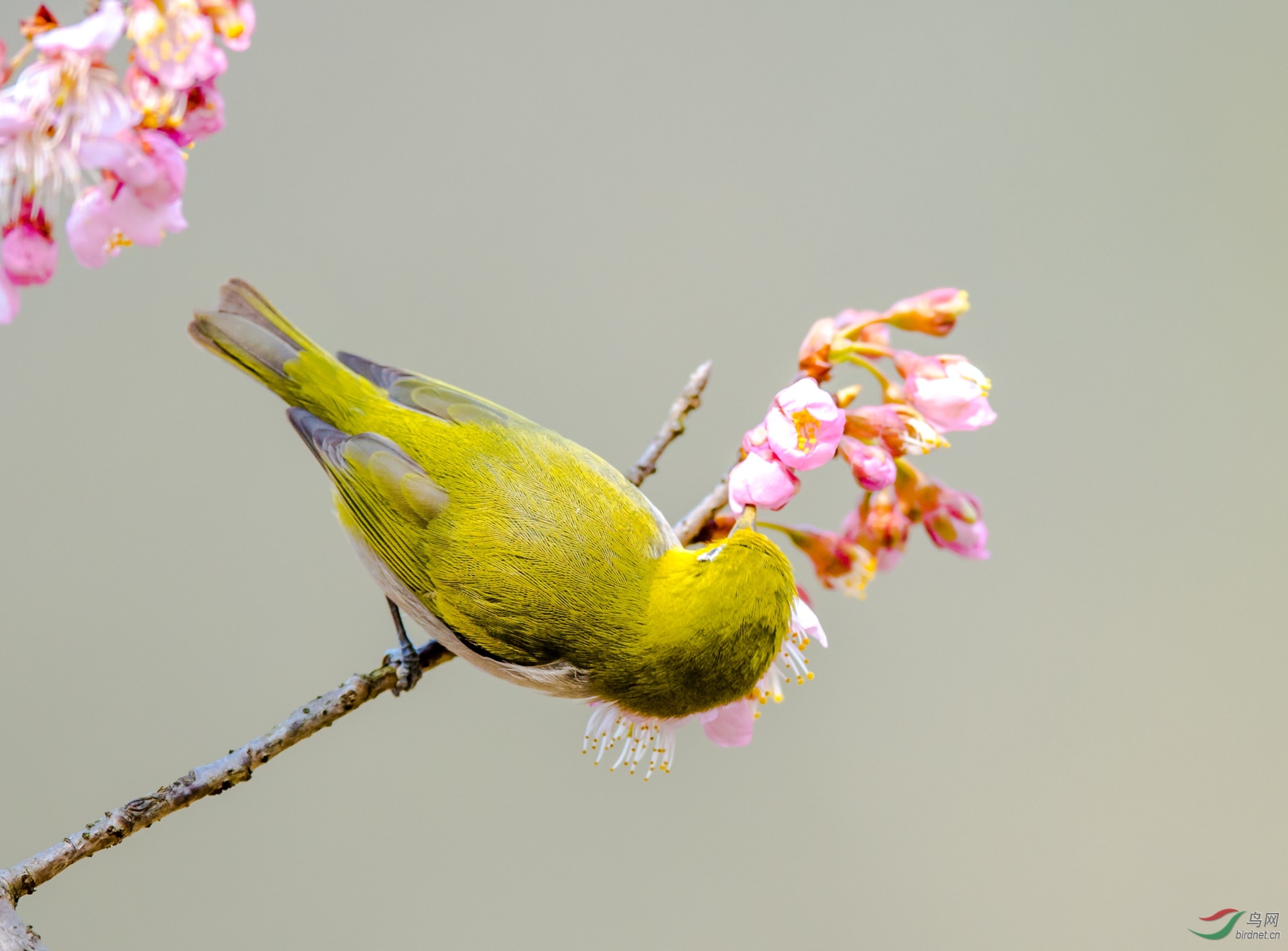 鸟在枝头有树有花如此享受还要想啥