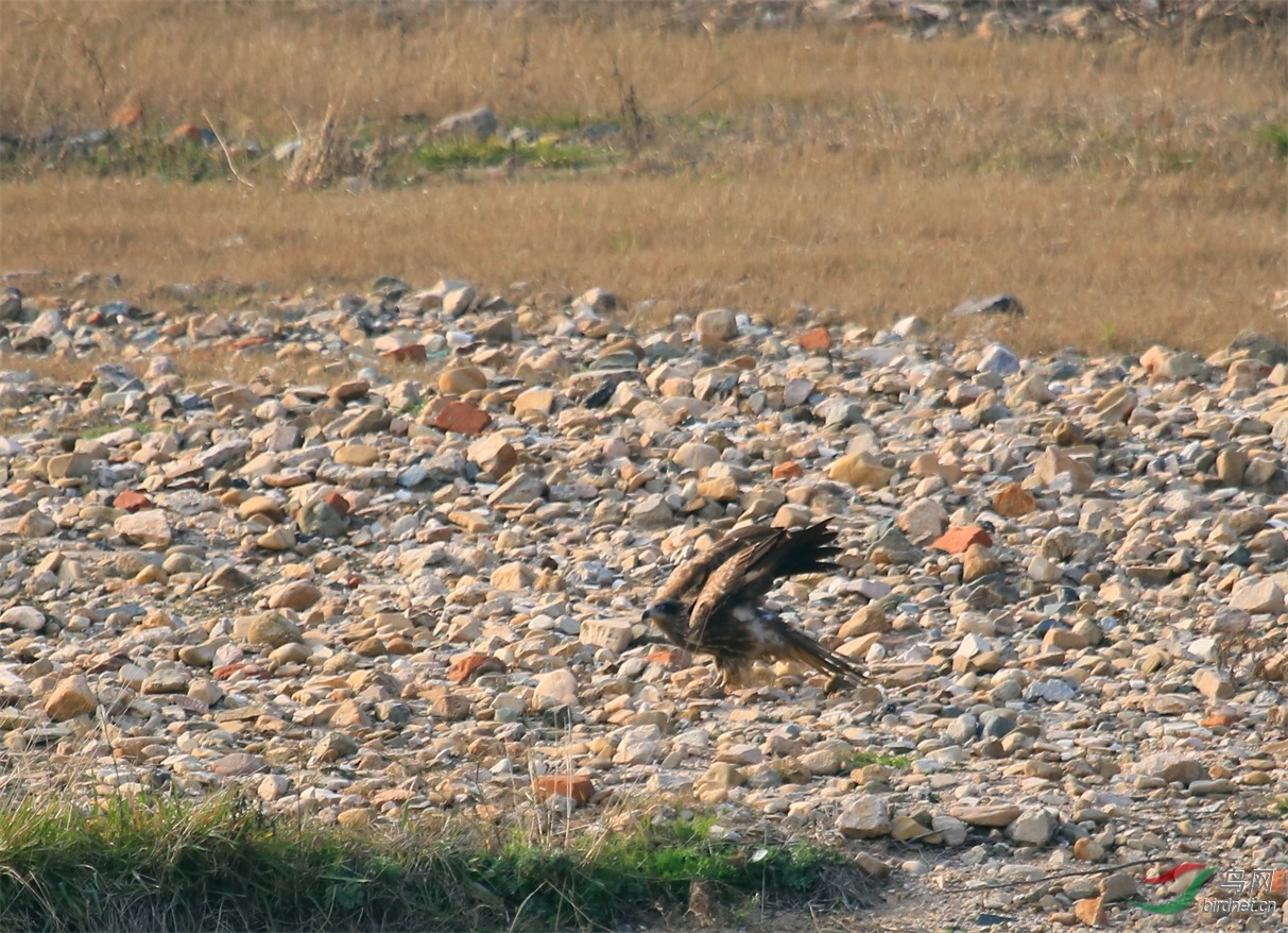强龙不压地头蛇