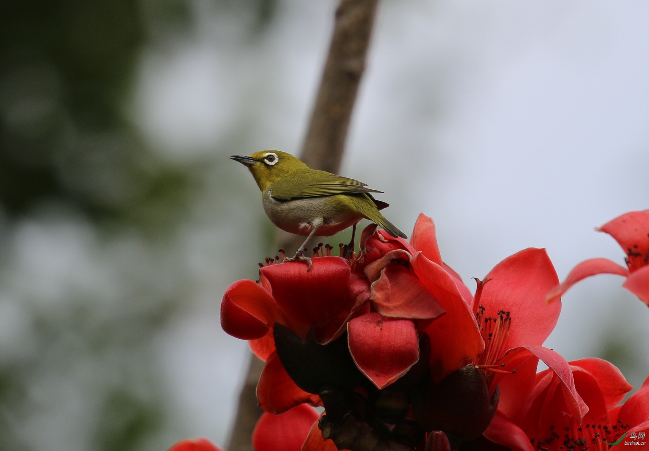 木棉花上绣眼鸟