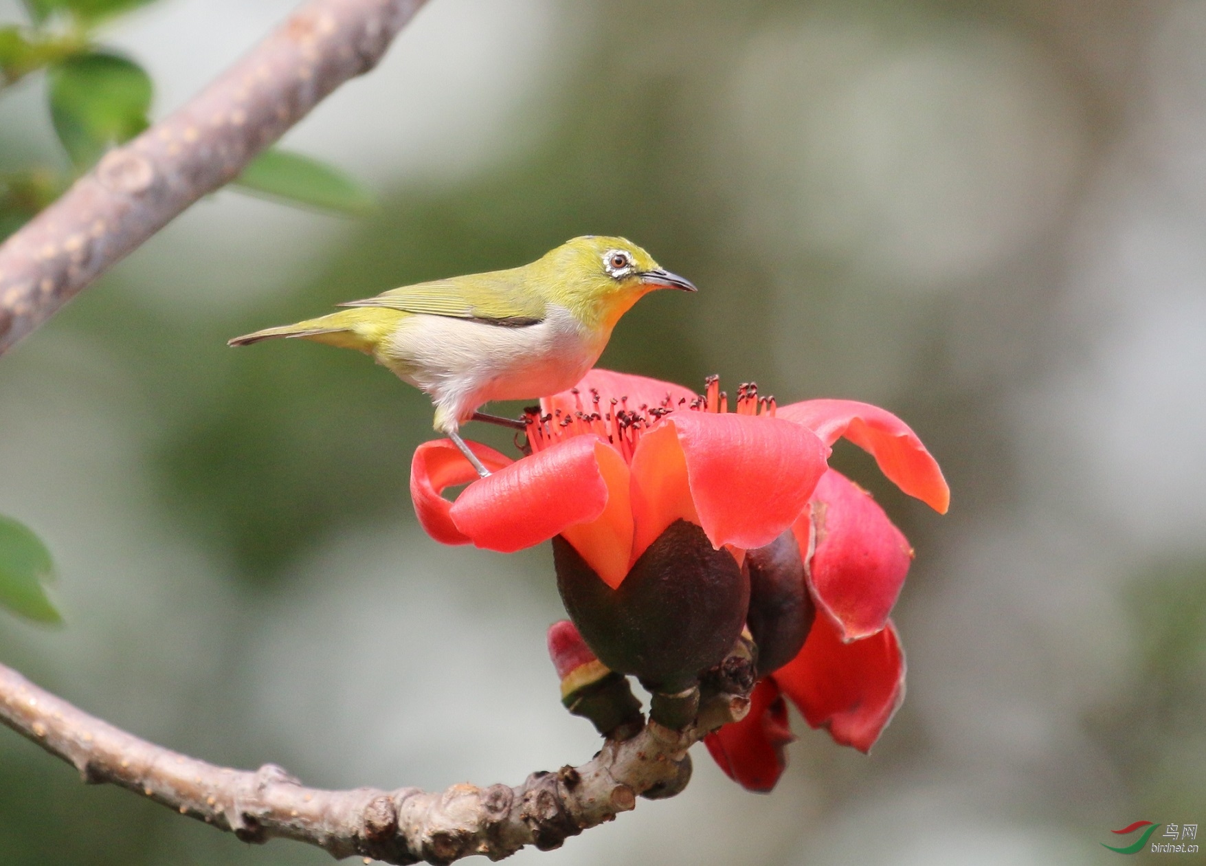 木棉花上绣眼鸟