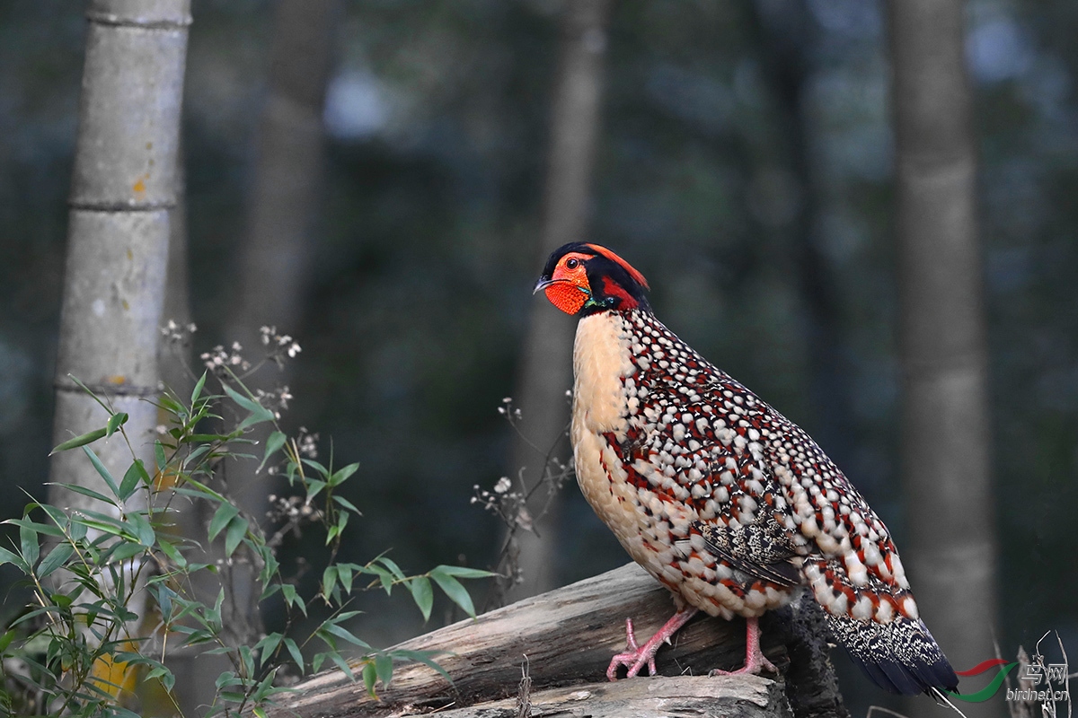 黄腹角雉(学名:tragopan caboti,别名角鸡,吐绶鸟,是中国