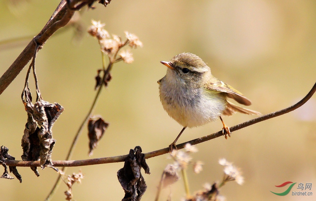 白眉柳莺 - 甘肃版 gansu 鸟网