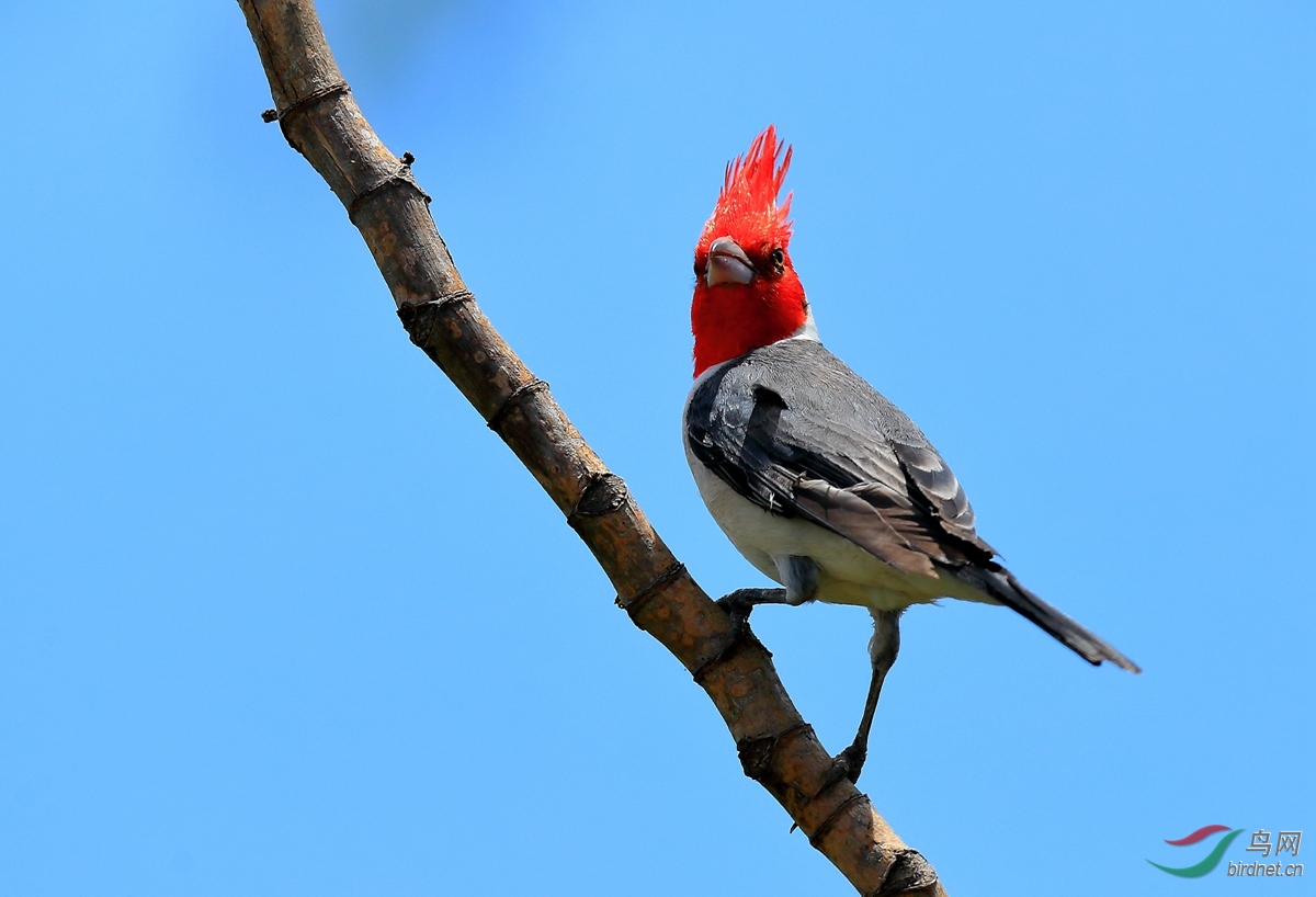 冠蠟嘴鵐red-crested cardinal.jpg