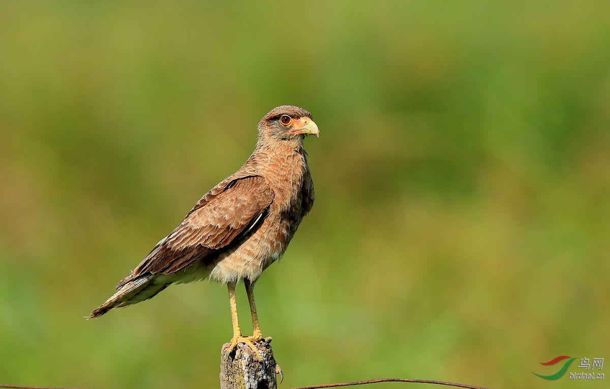 叫隼chimango caracara.jpg