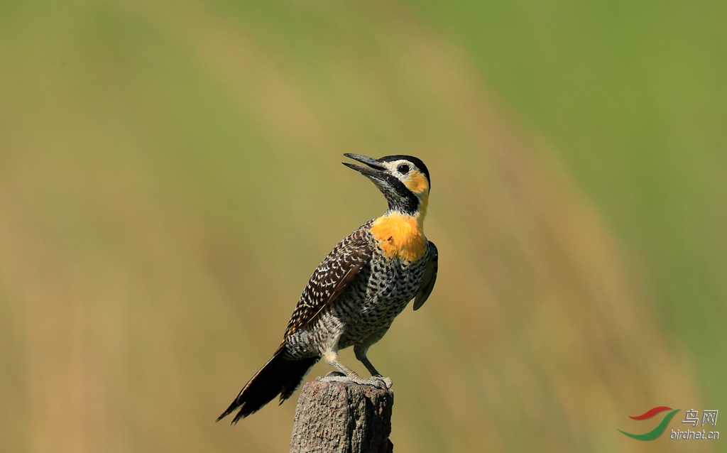 (大林秧鸡)一路向南——2016阿根廷拍鸟行