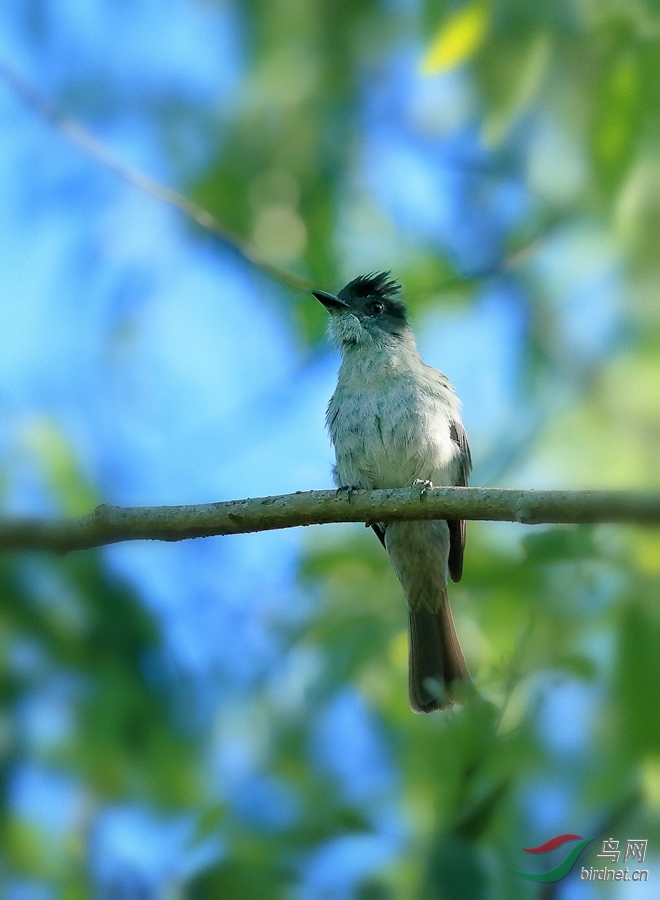 西利霸鹟sibilant sirystes.jpg