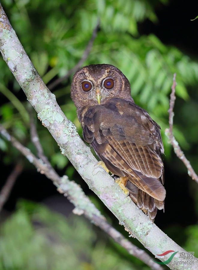 點斑林鴞mottled owl.jpg