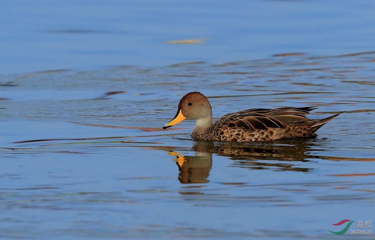 黄嘴针尾鸭yellow-billed pintail.jpg