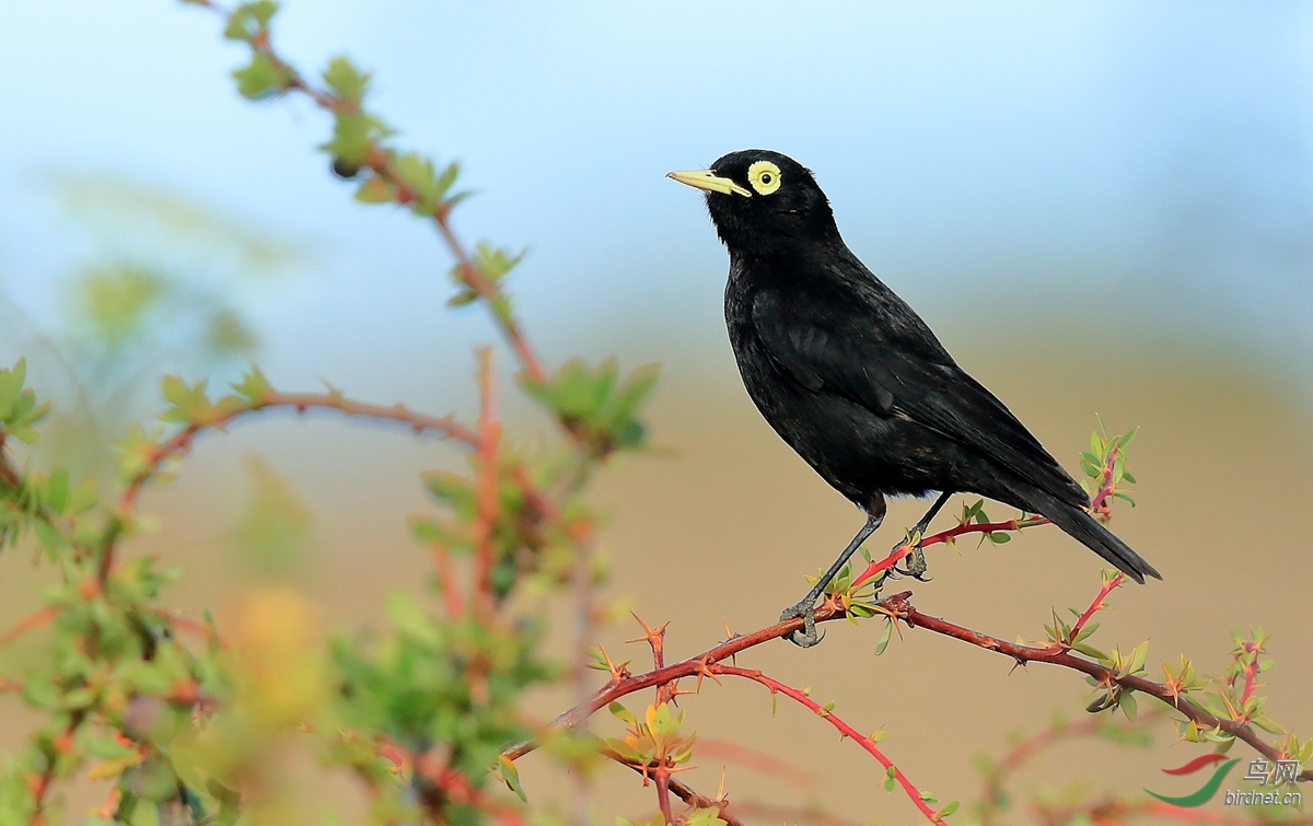 斑眼霸鹟spectacled tyrant.jpg