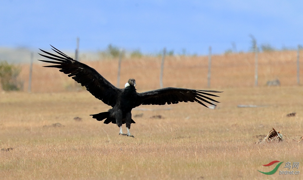 安第斯神鹫andean condor.jpg