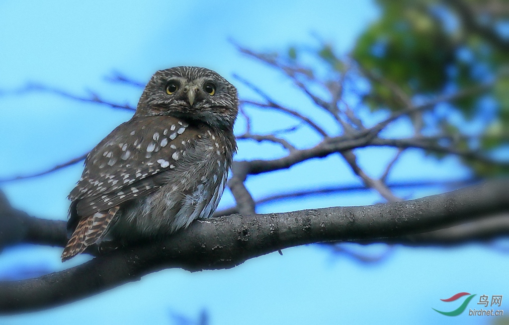 (大林秧鸡)一路向南——2016阿根廷拍鸟行
