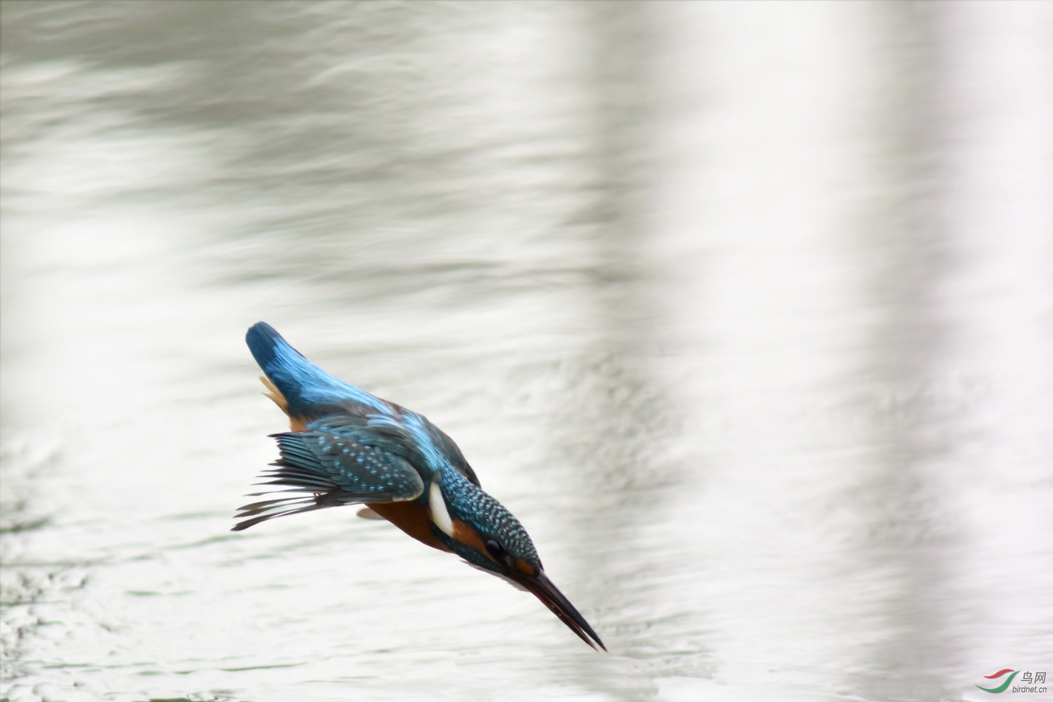 高速连拍:翠鸟似箭一样窜向水面