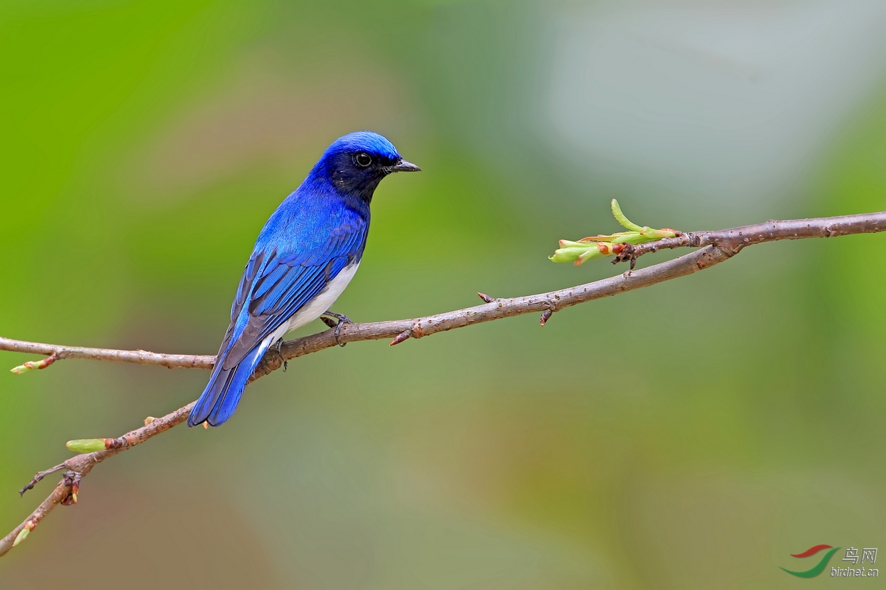 一组白腹蓝姬鹟